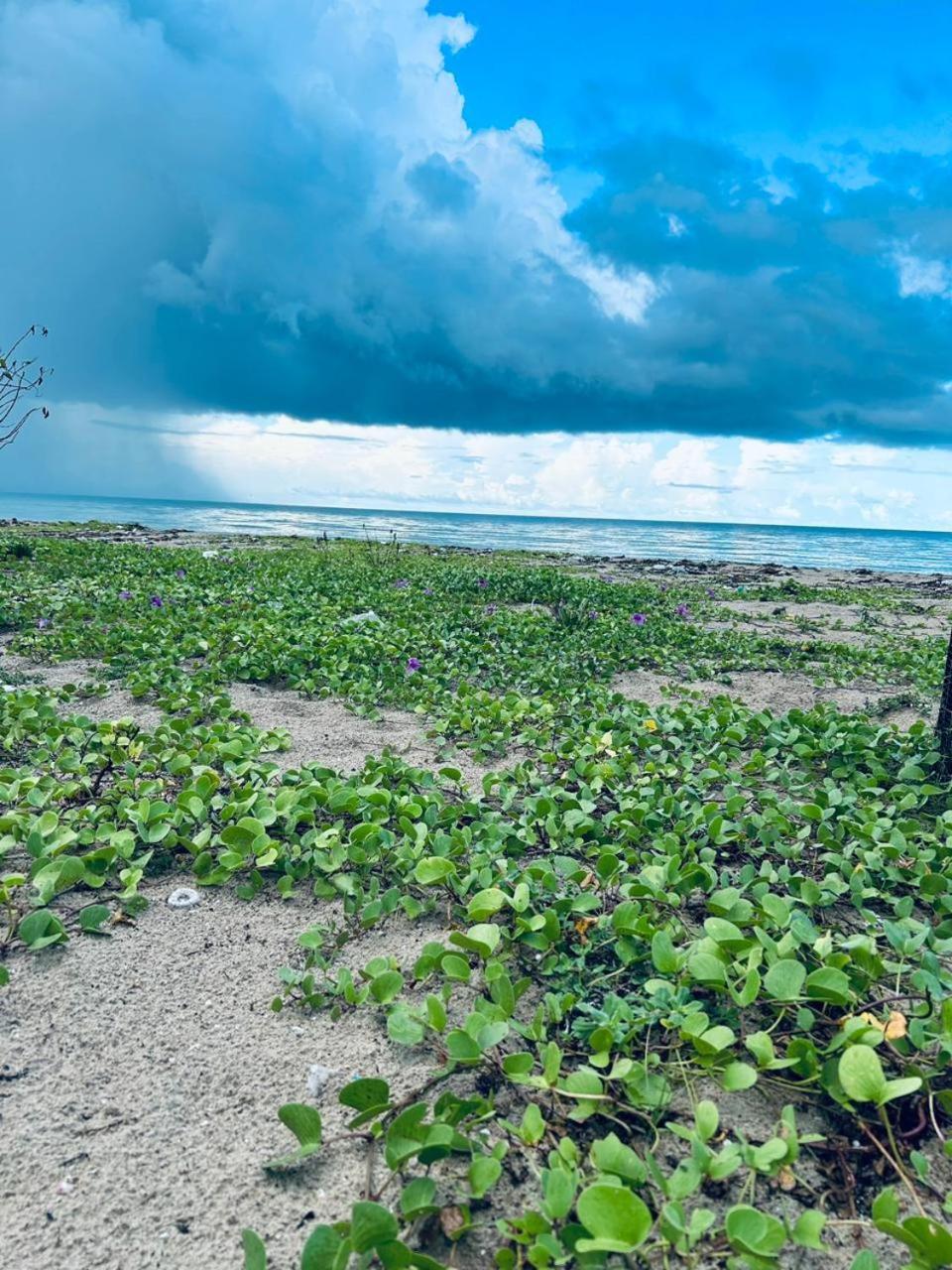 Delft Jeyam Resorts Delft East Ngoại thất bức ảnh